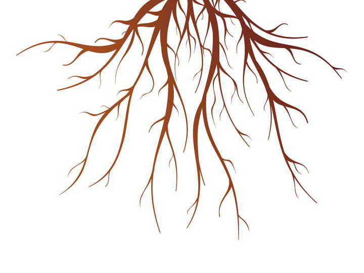 错综复杂的大树树根图片免抠素材