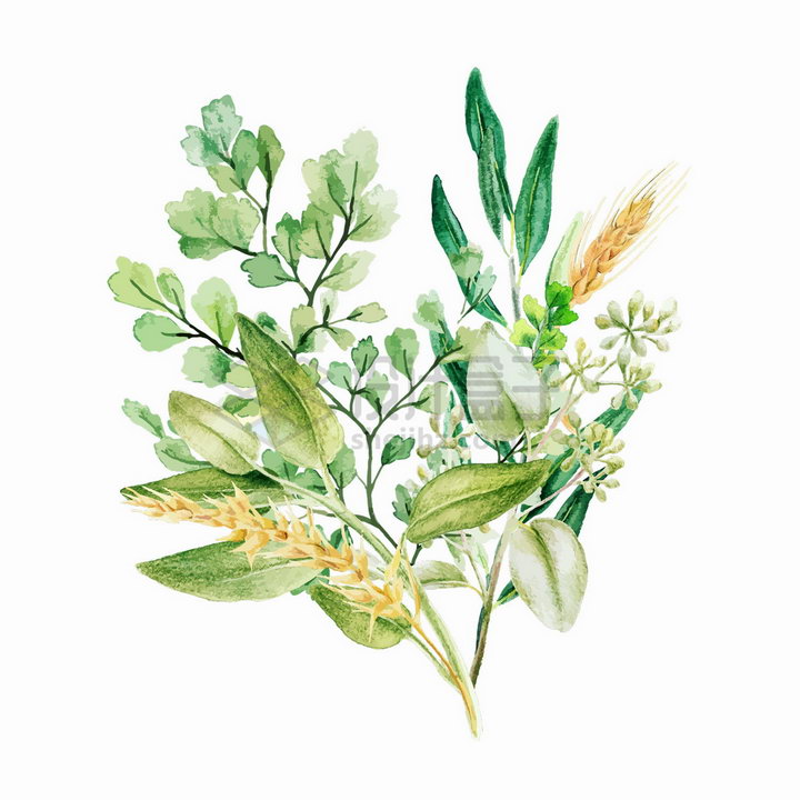 麦穗蕨类植物叶子装饰水彩插画png图片素材2020040911