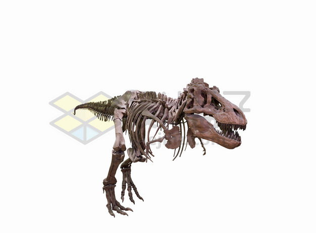霸王龙特暴龙等大型食肉恐龙化石骨架png图片免抠素材