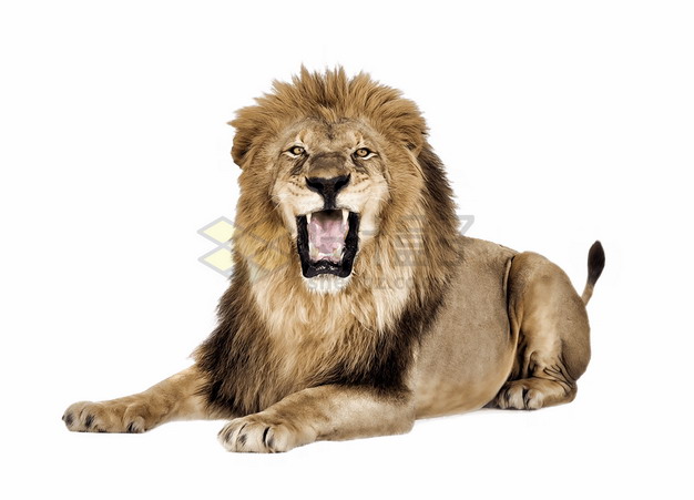 趴在地上怒吼的狮子非洲野生动物猛兽png图片素材