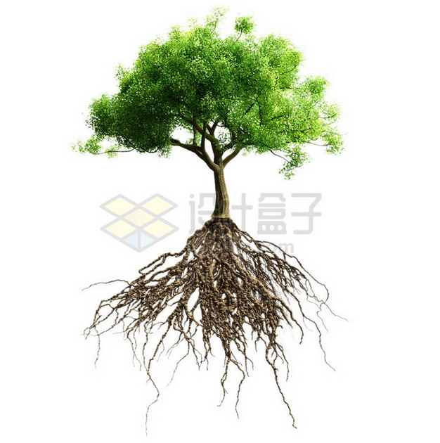 具有发达树根的绿树大树png免抠图片素材