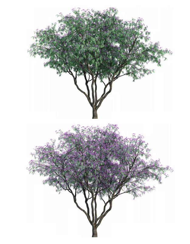 两款3d渲染的刺槐蓝花楹紫色大树绿植观赏植物8228250png图片免抠素材