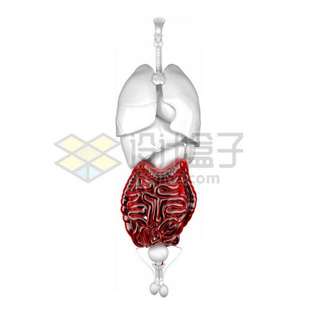 3d立体红色大肠小肠消化系统等内脏塑料人体模型9874825免抠图片素材
