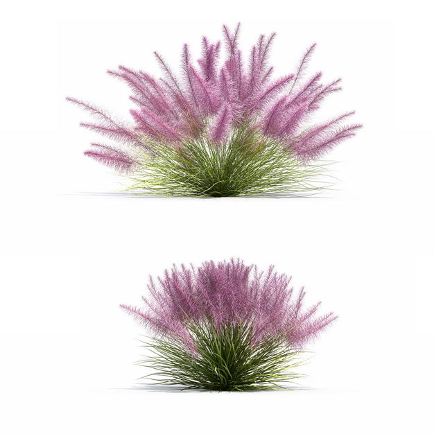 两款渲染的粉黛乱子草草丛绿植观赏植物7530301png图片免抠素材