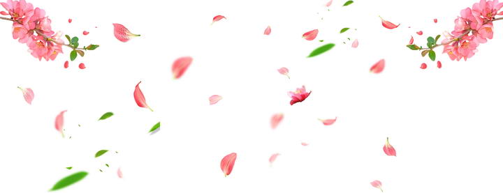 飘舞的粉色的花瓣和树叶装饰图片素材