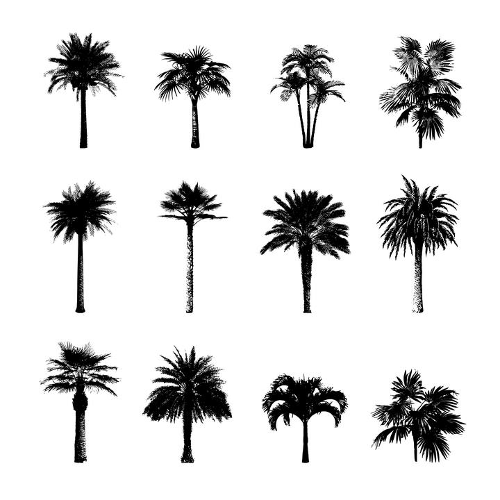 热带树木棕榄树剪影图片免抠素材合集