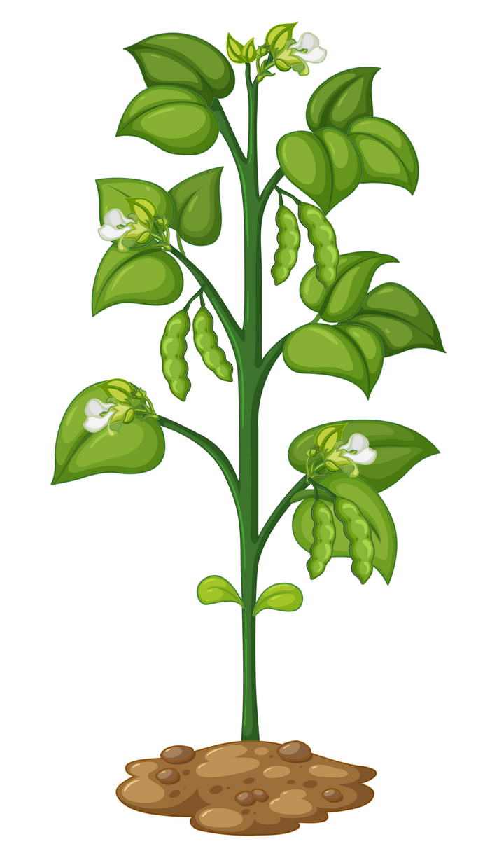 一棵手绘风格豌豆植物图片免抠素材
