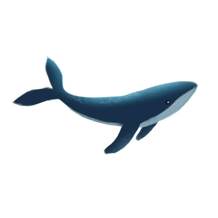正在游泳的一条鲸鱼海洋生物图片免抠素材