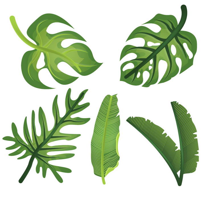 五款绿叶热带植物树叶图片免抠素材