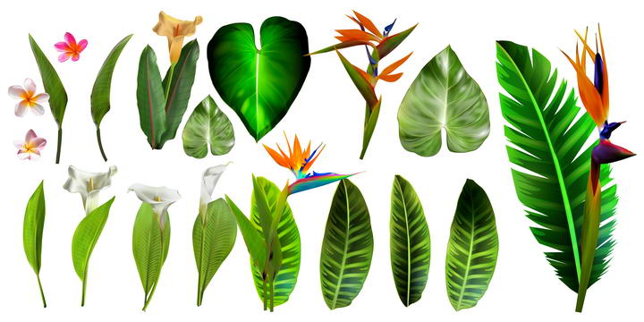 各种热带植物的绿叶和花朵花卉图片免抠素材合集