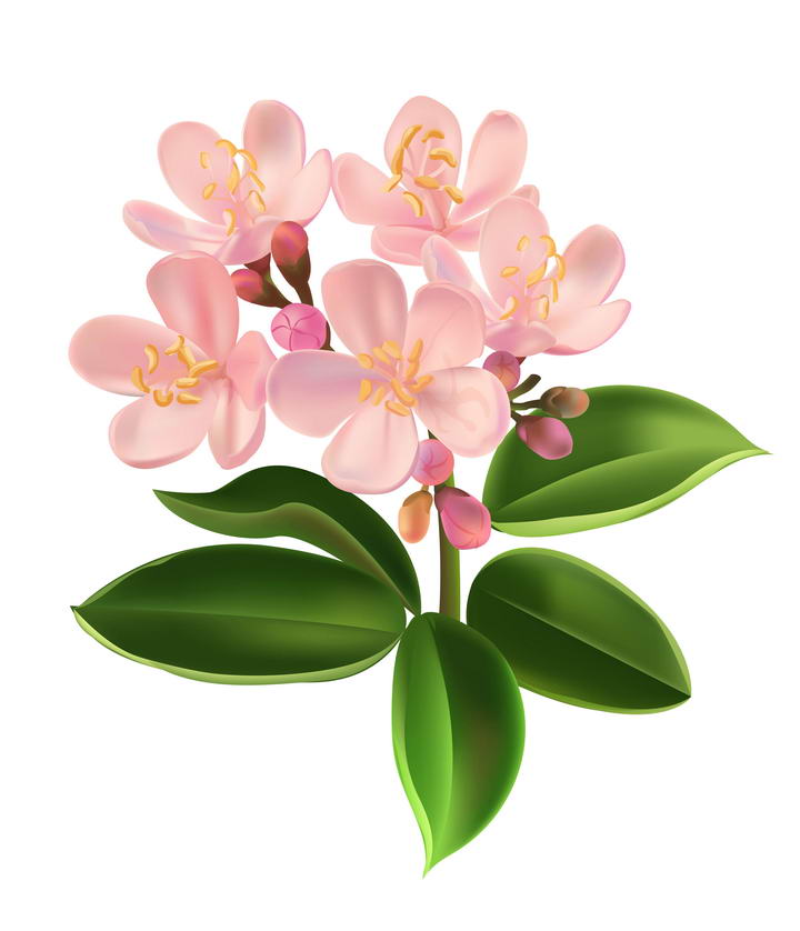 粉色兰花花卉和绿叶图片免扣素材