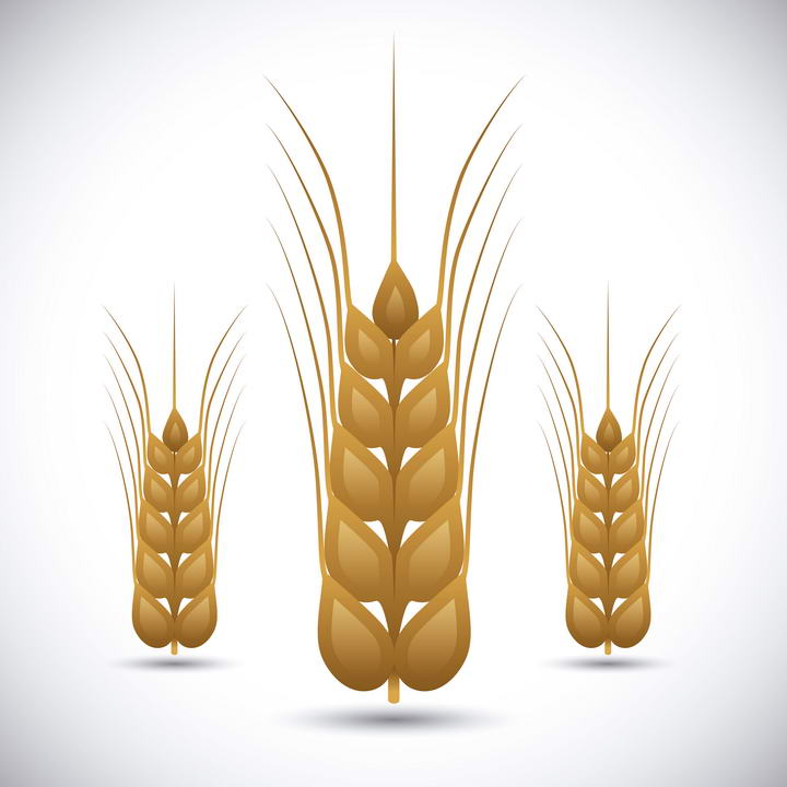 小麦麦穗图案免抠矢量图片素材