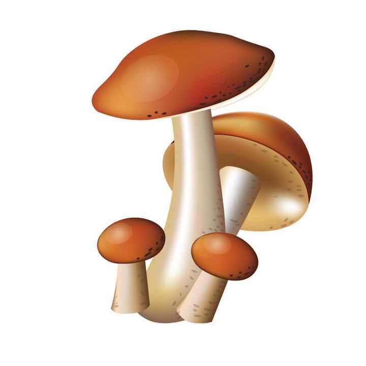 卡通风格蘑菇图片免抠素材
