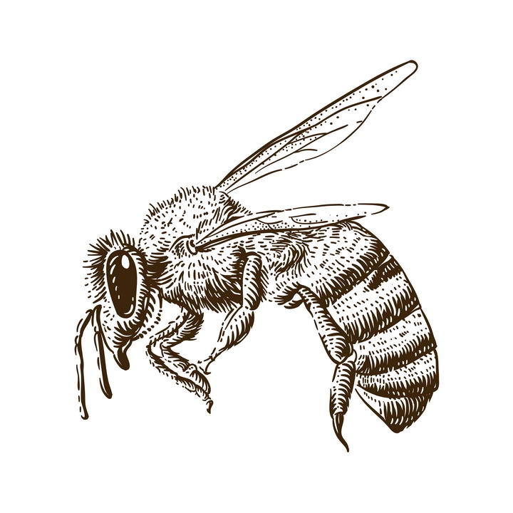 手绘素描风格蜜蜂马蜂免抠矢量图片素材