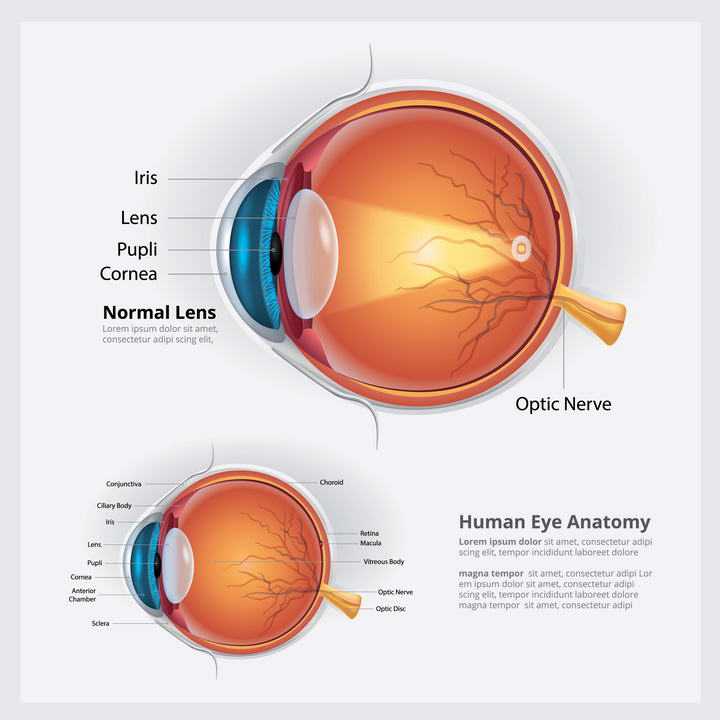 医学用的眼睛眼球结构解剖图和视力成像示意图免扣图片素材