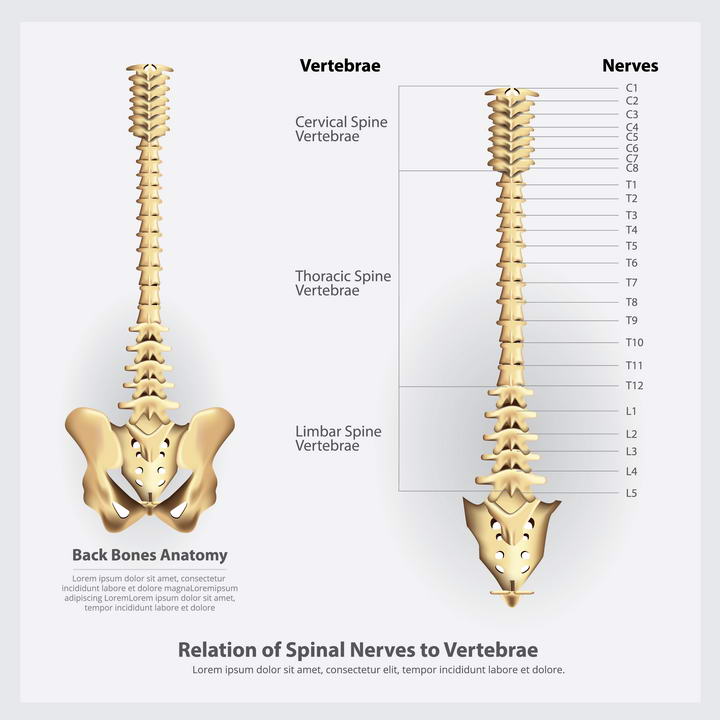 人体骨骼脊椎脊柱分解示意图免扣图片素材