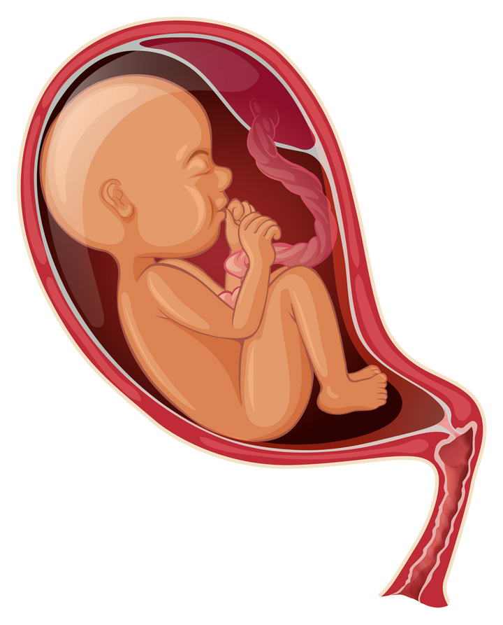 怀孕在孕妇子宫中发育的胎儿解剖示意图免扣图片素材