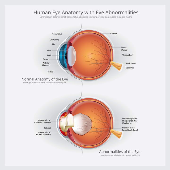 医院用的眼科眼睛眼球结构解剖图免扣图片素材