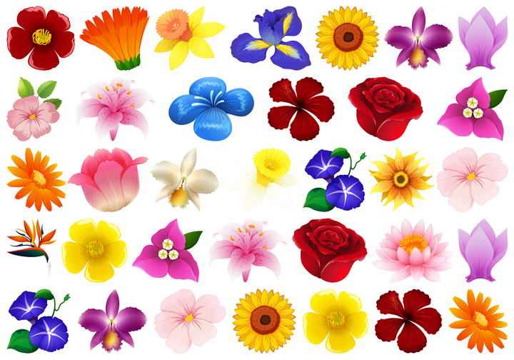 五颜六色的花朵花卉免扣图片素材