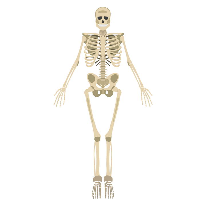 扁平化风格人体骨骼骷髅图片免抠素材