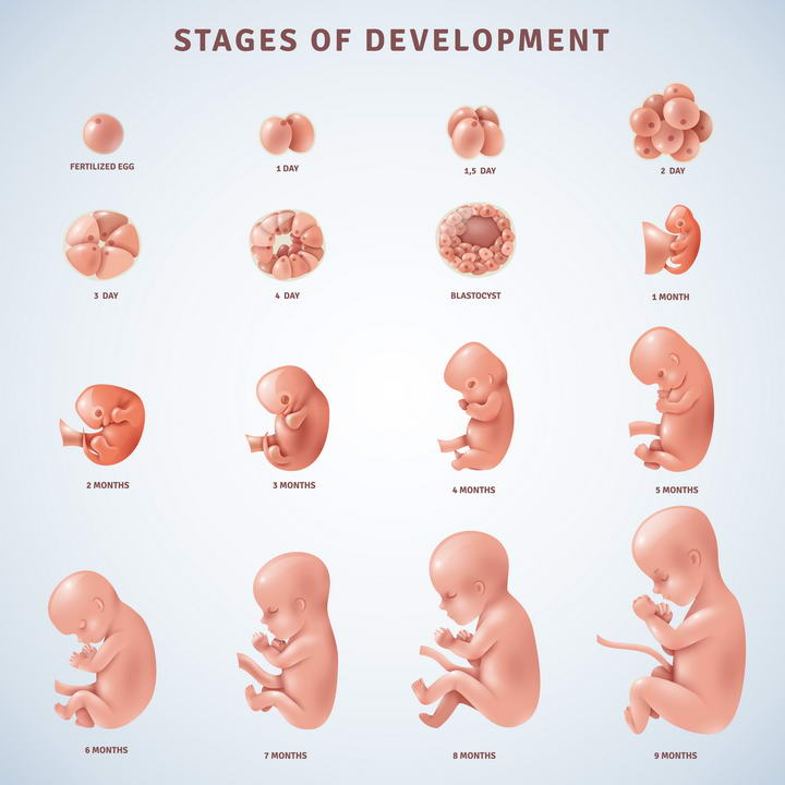 从受精卵到婴儿的发育过程示意图免扣图片素材