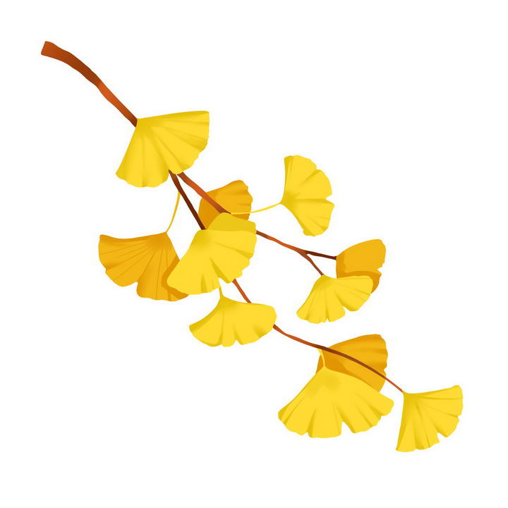 秋天一根树枝上的银杏树叶免抠PNG图片素材
