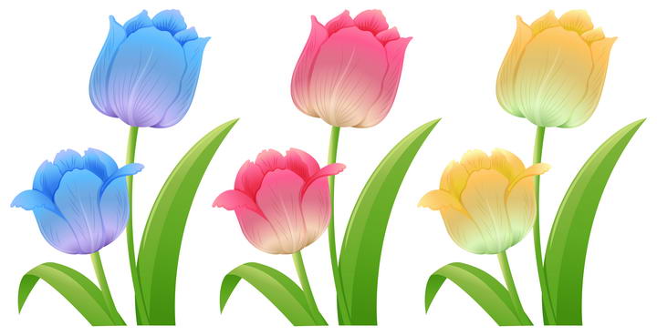 三种颜色的郁金香花朵图片免抠矢量图素材