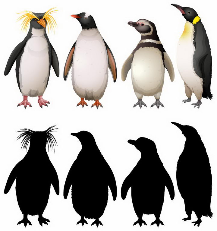 4种不同类型的企鹅和剪影免抠png图片矢量图素材
