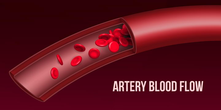 血管解剖图红细胞人体器官图片免抠矢量图
