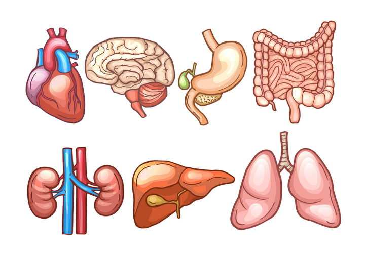 7种人体器官彩绘图心脏大脑肠胃等免抠矢量图片素材