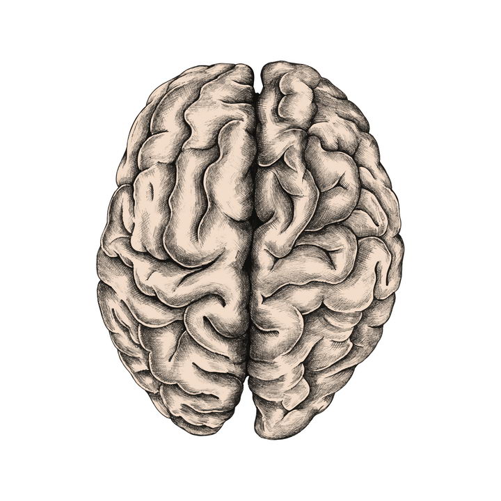 灰白色的人体大脑组织免抠矢量图片素材 健康医疗