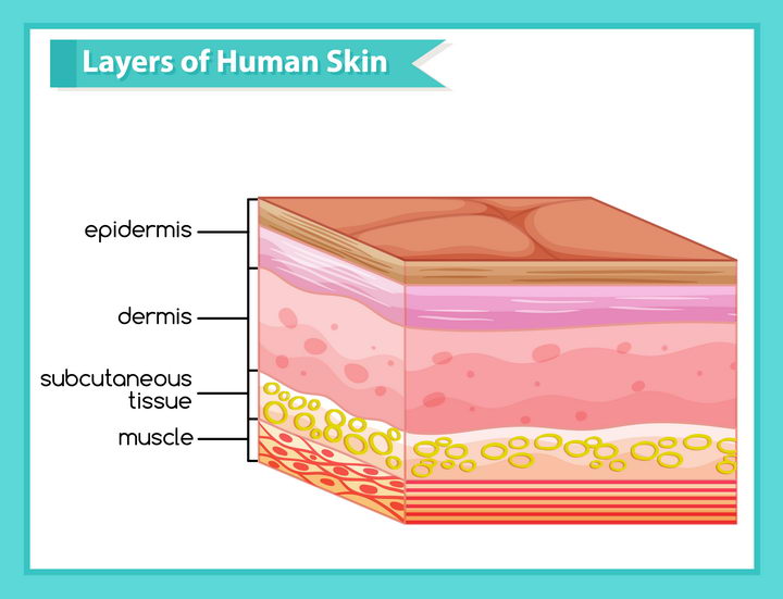 皮肤分层结构解剖示意图中学生物教学图片免抠素材
