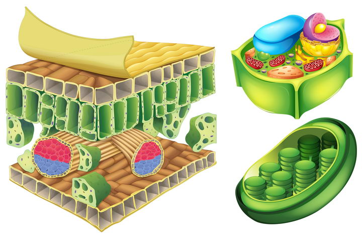 叶绿素植物细胞结构解剖图中学生物教学配图图片免抠素材 科学地理-第1张