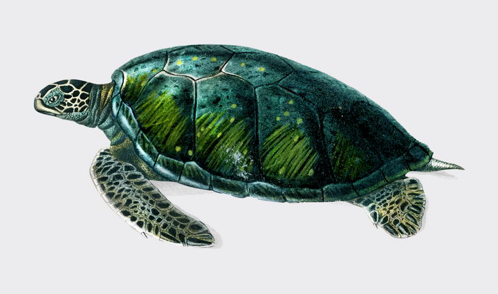 绿色海龟绿毛龟海洋动物图片免抠素材