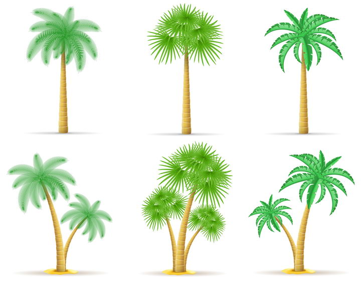6款不同风格的热带树木免抠矢量图片素材