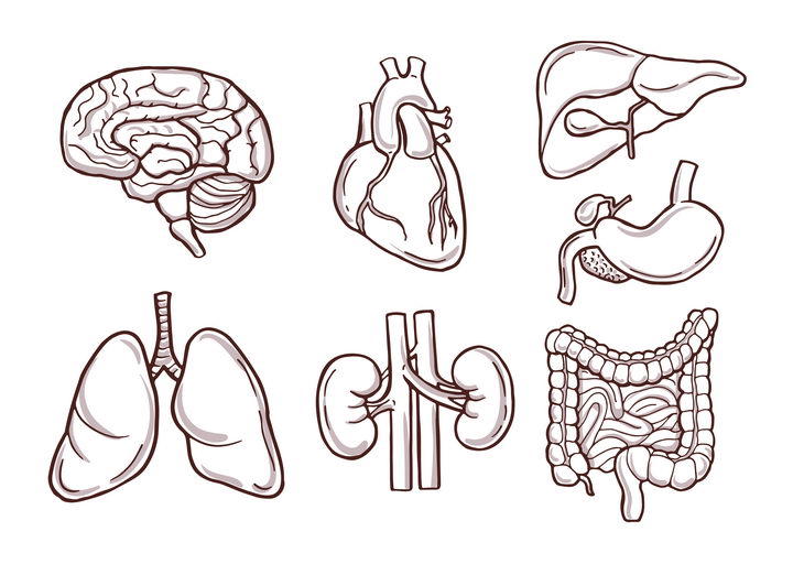 人体器官画法图片