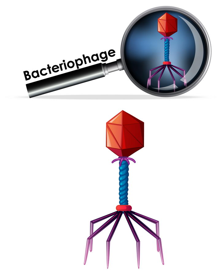 放大的噬菌体病毒杀手微生物中学生物教学图片免抠素材