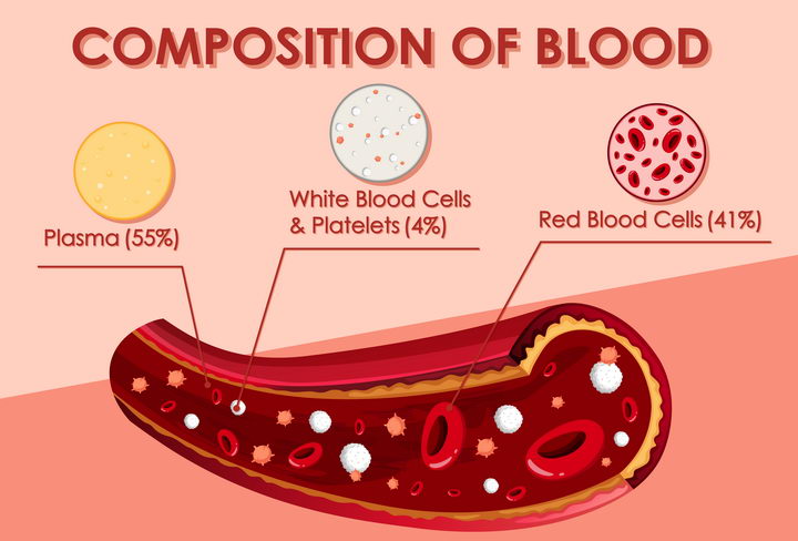 血管中的血液成分细胞红细胞白细胞血浆等中学生物教学图片免抠素材