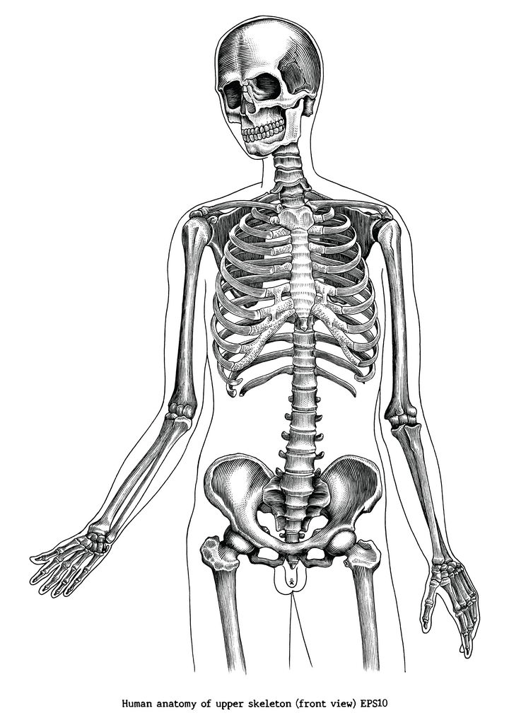 人体骷髅骨骼骨架黑色手绘素描风格图片免抠素材