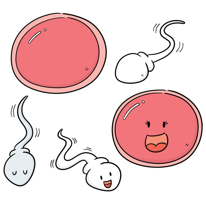 精子卵子结合卡通图片图片