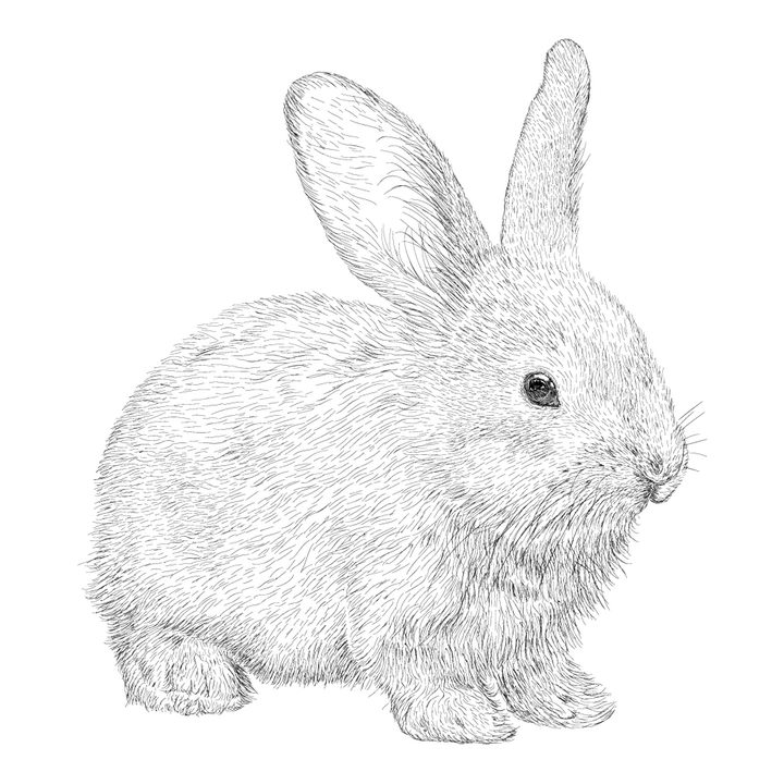 写实手绘风格毛茸茸的小兔子图片免抠矢量素材 生物自然-第1张
