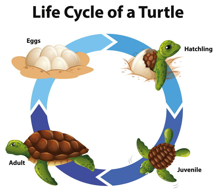 海龟从孵化到出壳到回归海洋长大的全过程示意图图片免抠矢量图素材 生物自然-第1张