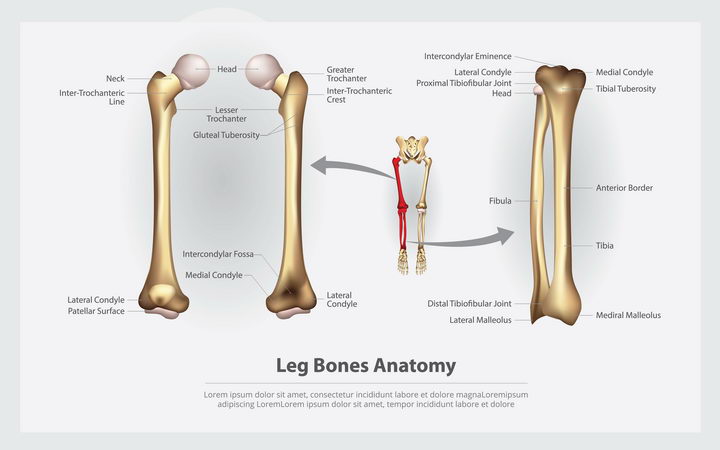 大腿骨人体骨骼结构图图片免抠素材 设计盒子