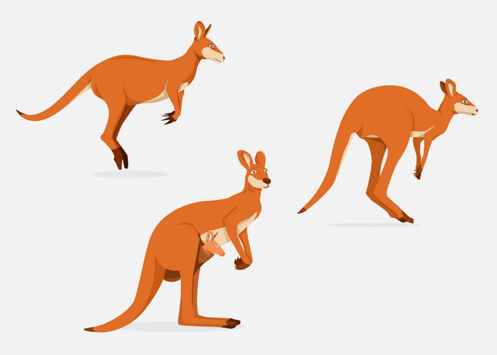 三只澳大利亚代表动物袋鼠图片免抠矢量素材 生物自然-第1张