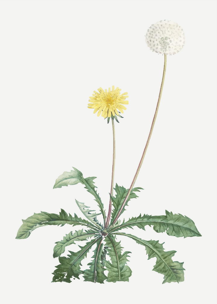 彩绘风格一株植物上的蒲公英花朵和绒球图片免抠矢量素材 生物自然-第1张