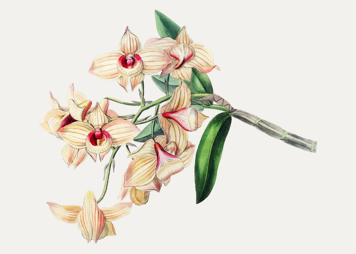 逼真的水彩画风格蝴蝶兰花朵花卉图片免抠矢量素材 生物自然-第1张