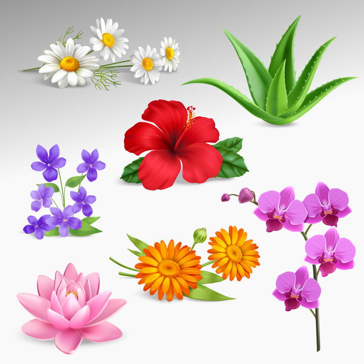 白色的菊花芦荟紫色蝴蝶兰粉色荷花等花卉花朵图片免抠矢量素材 生物自然-第1张