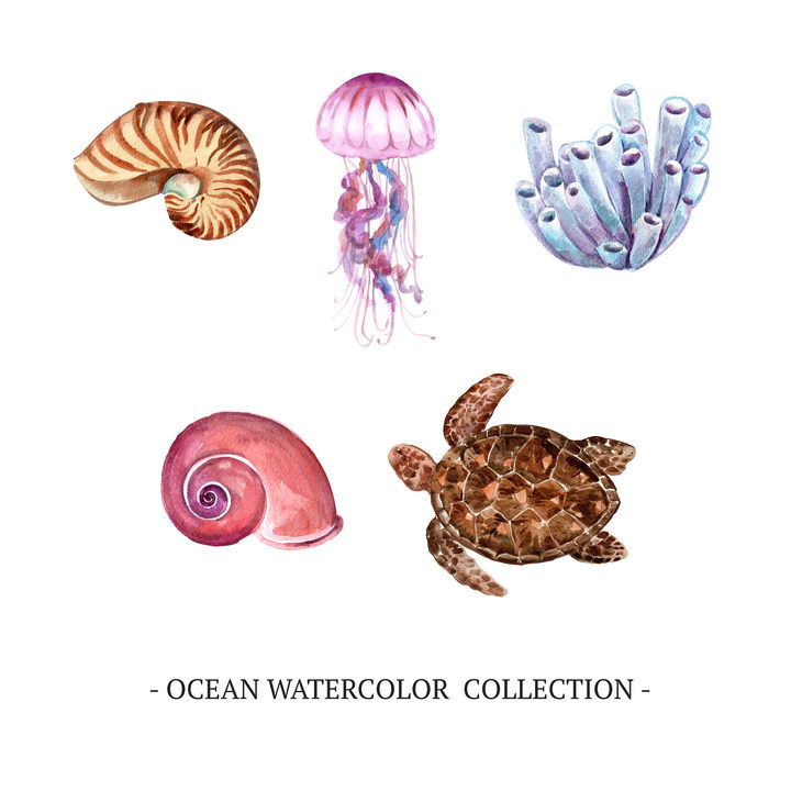 水彩画风格鹦鹉螺水母海绵海螺海龟等海洋动物图片免抠矢量素材 生物自然-第1张