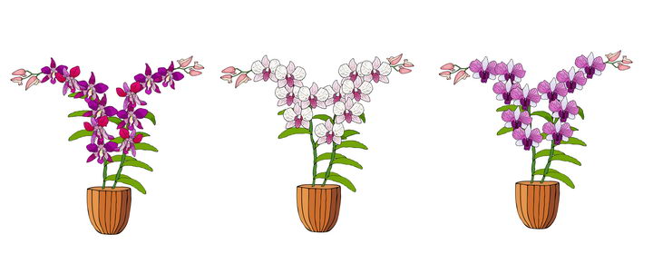 三盆手绘风格不同颜色的兰花图片免抠矢量素材 生物自然-第1张