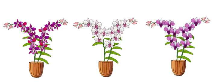三盆手绘风格不同颜色的兰花图片免抠矢量素材